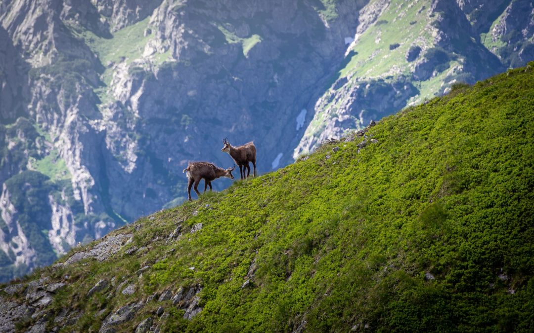 La faune sur le Tour du Mont Blanc