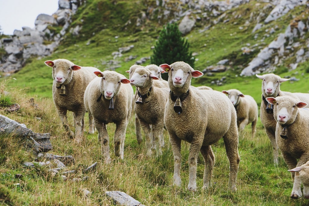 Moutons du Vercors